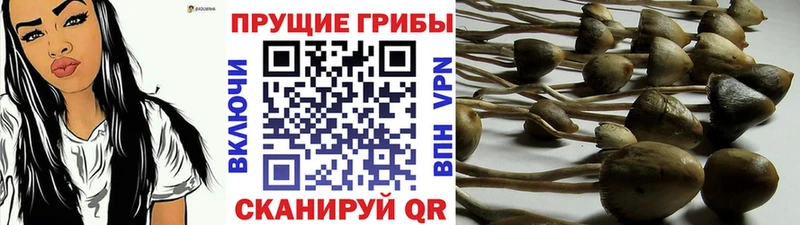 Купить  Тихорецк  Псилоцибиновые грибы Psilocybe 